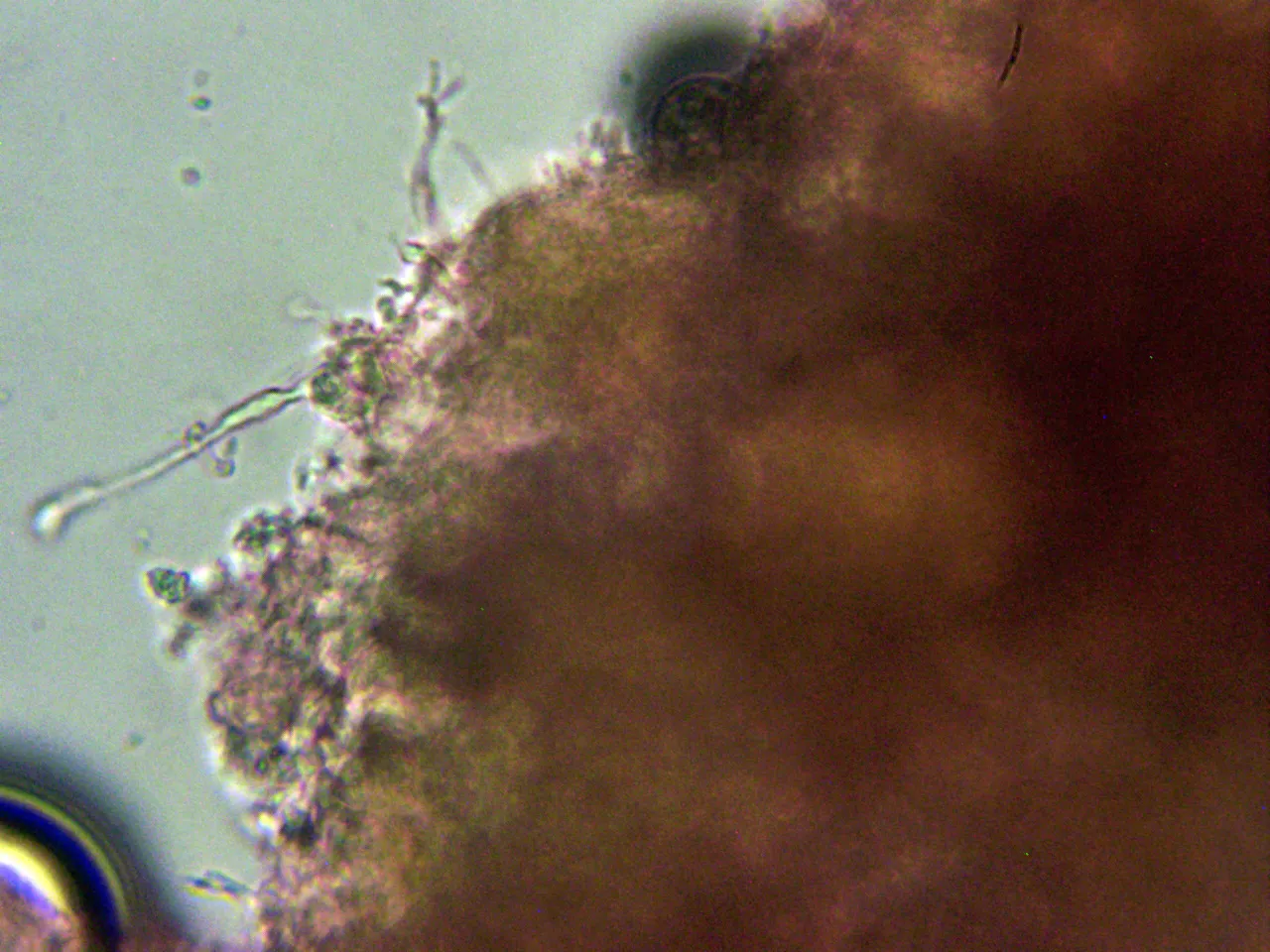 Microscopía de Mycoacia livida - 10 - Cistidios
